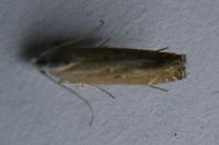 Isophrictis kefersteiniellus