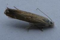 Isophrictis kefersteiniellus