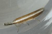 Pleurota aristella