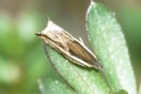 Ancylis apicella