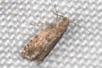 Epinotia nanana