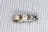 Eucosma campoliliana