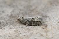Cnephasia asseclana