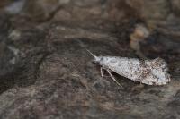 Phrealcia eximiella