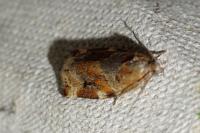 Archips xylosteana