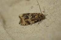 Celypha lacunana