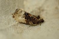 Hedya nubiferana