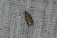 Celypha rivulana