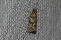 Celypha rivulana