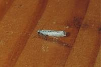 Yponomeuta sedella