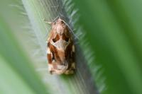 Archips xylosteana