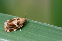 Archips xylosteana
