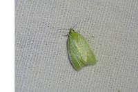 Tortrix viridana