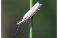 Pleurota aristella