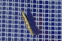 Plutella xylostella