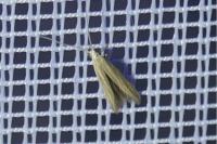 Coleophora