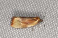 Eulia ministrana