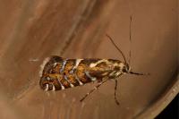 Glyphipterix bergstraesserella