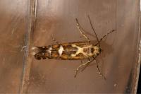 Glyphipterix bergstraesserella