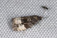 Hedya pruniana