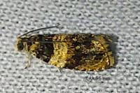 Celypha aurofasciana