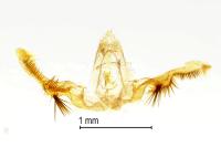 Celypha aurofasciana