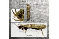 Blastobasis phycidella