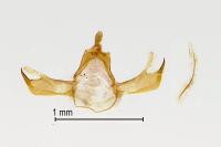 Blastobasis phycidella