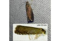 Grapholita tenebrosana