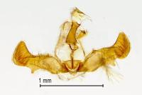 Grapholita tenebrosana