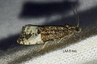 Hedya pruniana