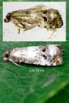 Notocelia trimaculana