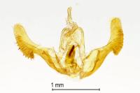 Notocelia trimaculana
