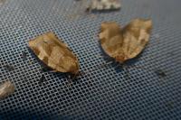 Choristoneura hebenstreitella