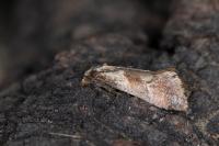 Falseuncaria ruficiliana