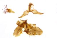 Falseuncaria ruficiliana