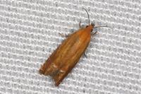 Lathronympha strigana