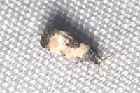 Neocochylis dubitana