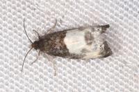 Notocelia cynosbatella