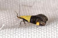 Oecophora bractella