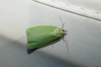 Tortrix viridana