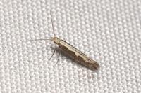 Plutella xylostella