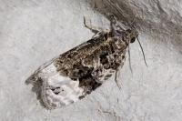 Apotomis betuletana