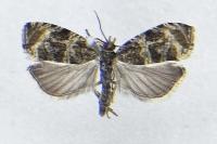 Celypha lacunana