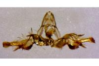 Celypha lacunana