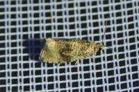 Celypha lacunana