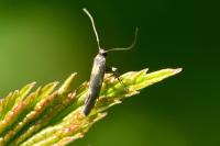 Euspilapteryx auroguttella