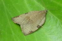 Lozotaenia forsterana