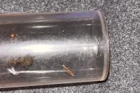 Plutella xylostella
