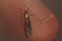 Coleophora deauratella